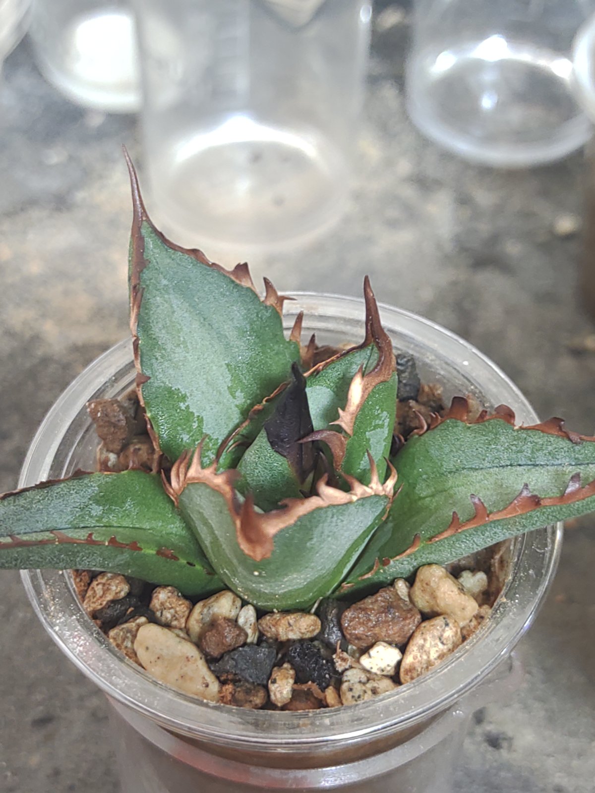 アガベ イラン株 レッドヴェノム 子株 | slow glower