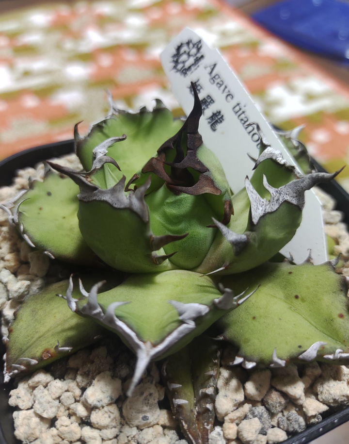 アガベ チタノタ 黑曼巴 ブラックマンバ 子株 【公式通販】