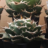レッドヴェノム イラン産株 胴切り 天芽①大 観葉植物