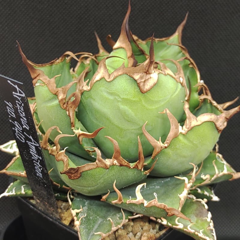 アガベ Arizona Ambition （アリゾナアンビション） | slow glower