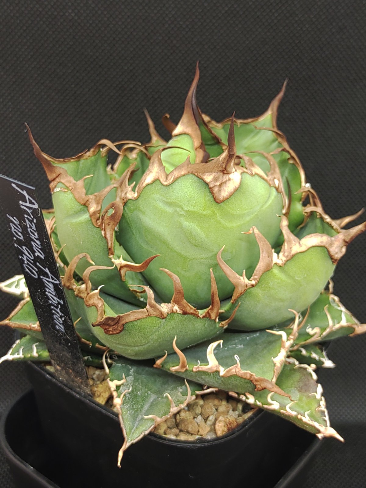 Arizona Ambition アリゾナアンビション チタノタtitanota アガベ Arizona Ambition （アリゾナアンビション） | slow glower