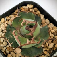 kawa 【REZA産】活着 イラン株 アガベ ノヴァ NOVA ① 2025年最新