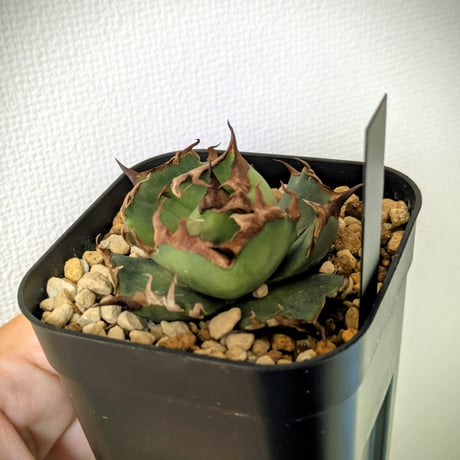 アガベ　イラン株　ネアンデルタール②