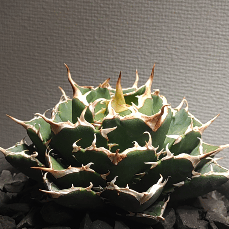 【REZA産】活着　イラン株　アガベ　ノヴァ　NOVA ① アガベ NOVA （ノヴァ）発根済み子株① | slow glower