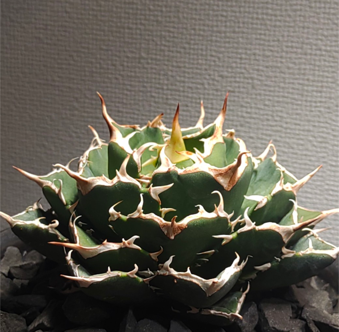 モ*ギ様 オークション【鉢ごと発送】選抜　イラン　REZA産　アガベ　Nova モ*ギ様 オークション【鉢ごと発送】選抜 イラン REZA産 アガベ Nova