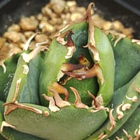 アガベ Arizona Ambition （アリゾナアンビション） | slow glower