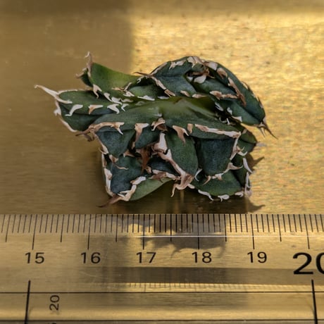アガベ　NOVA （ノヴァ）胴切り天芽 発根済み ⑤