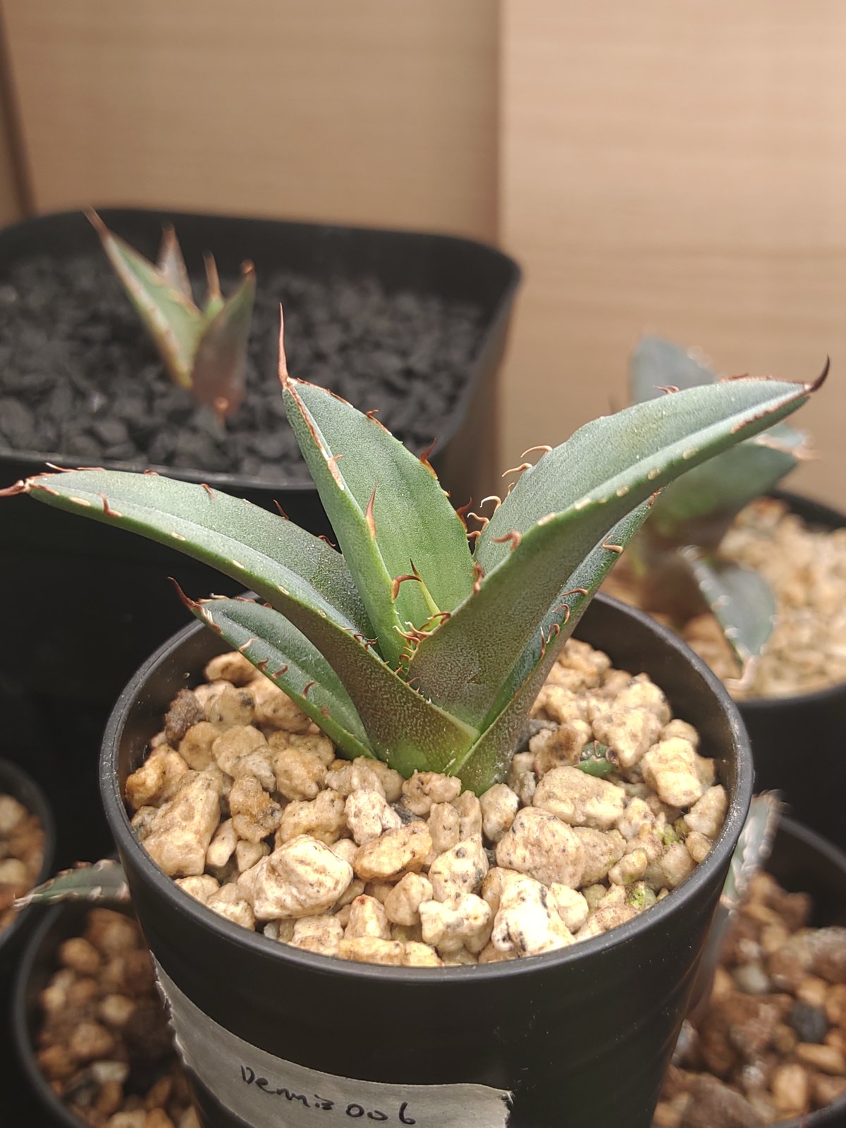 アガベ Agave Dennis 051 子株 OC株 アガベ デニス006 子株