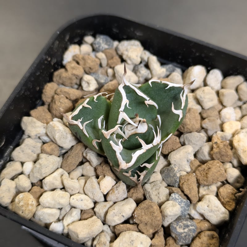 アガベ NOVA （ノヴァ）発根済み子株① | slow glower