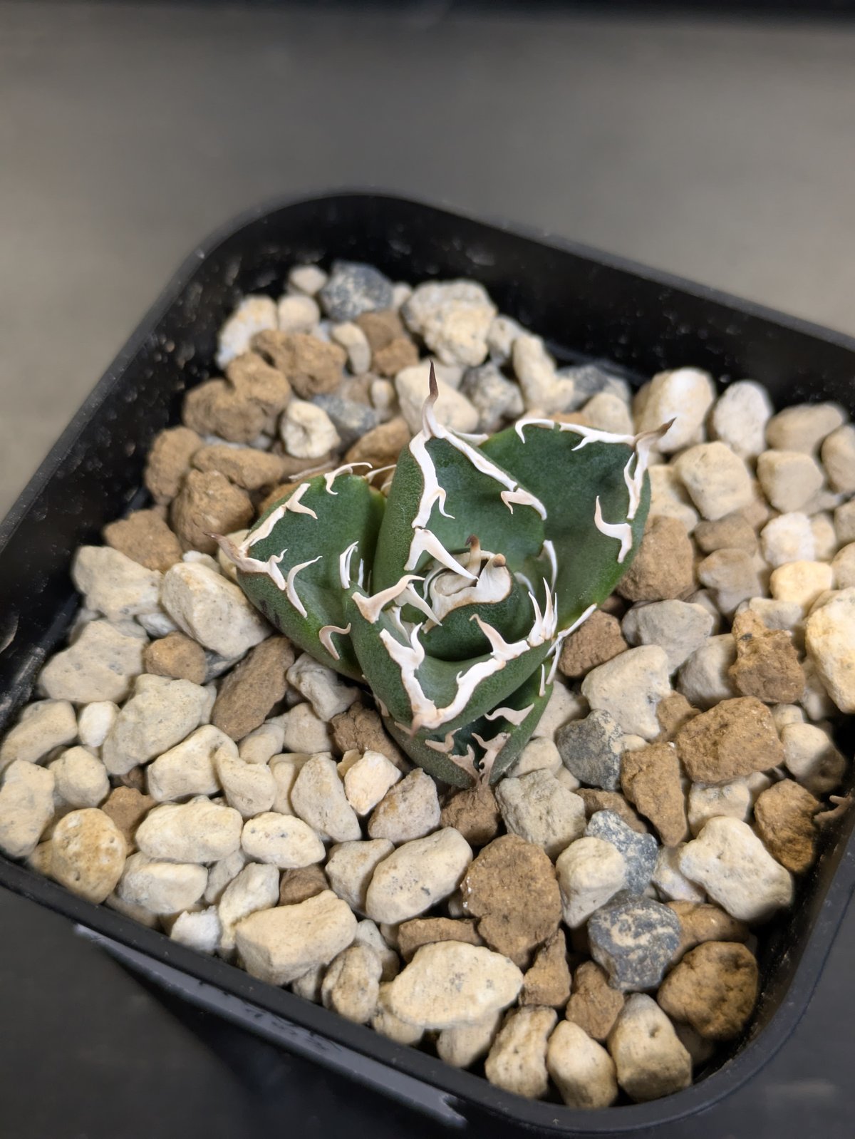 アガベ NOVA （ノヴァ）発根済み子株① | slow glower