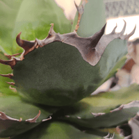 アガベ イラン株 NOVA （ノヴァ） | slow glower