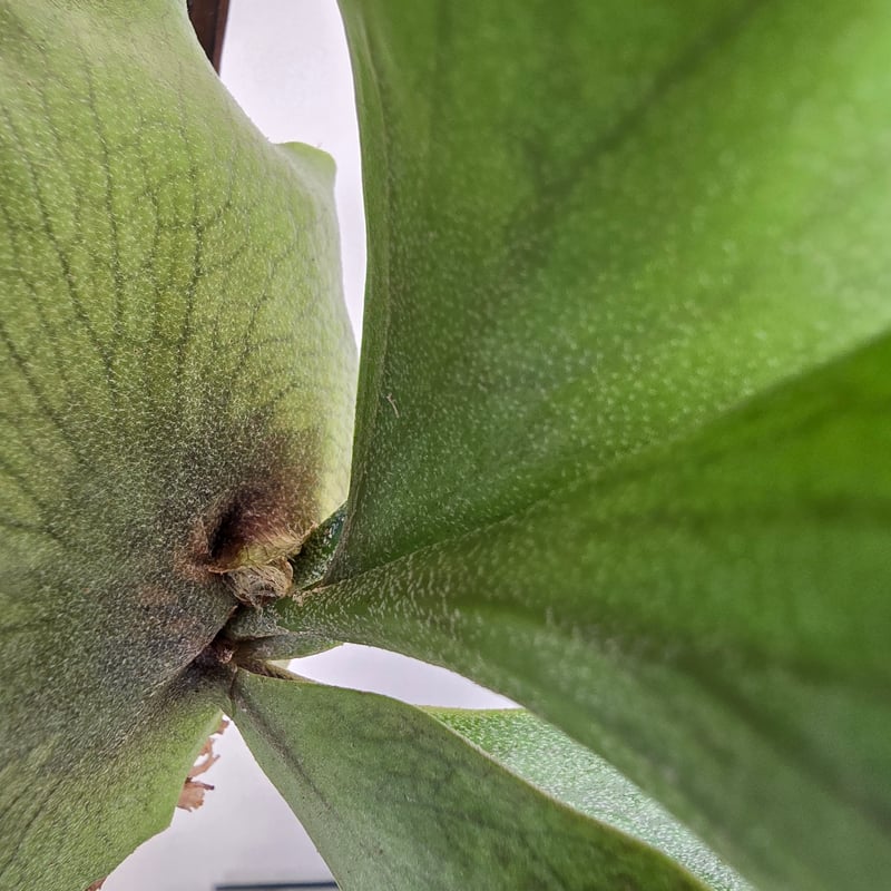 ビカクシダ P.hillii cv.Dragon ヒリー ドラゴン🌱 | plants naro