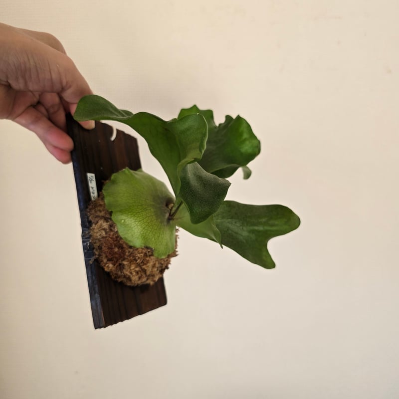 【ご予約】ビカクシダ ヒリー cv. ヘリオス P.Hillii cv. Helios 【artPLANTs】ビカクシダ/Platycerium