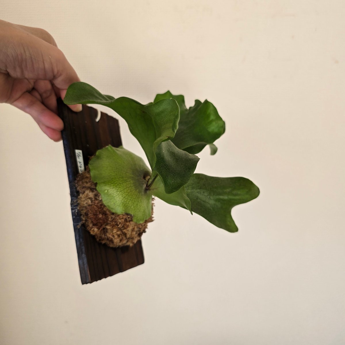 ビカクシダ P.hillii cv.Dragon ヒリー ドラゴン🌱 | plants naro