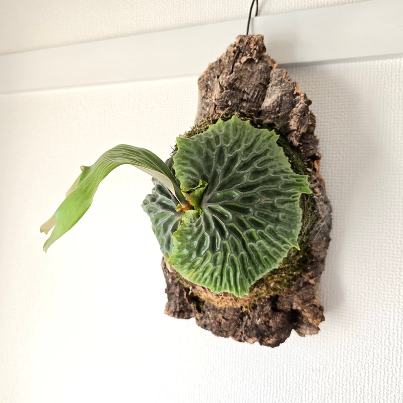 ビカクシダM25-019p.madagascariense トゲトゲし マダガスカリエンセ ビカクシダM25-019p.madagascariense トゲトゲし マダガスカリエンセ