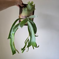 ビカクシダ P.Monkey North モンキーノース🌱 | plants naro