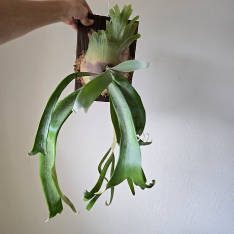 ビカクシダ P. willinckii Aysun'月神' sporeling P. Pacific ocean