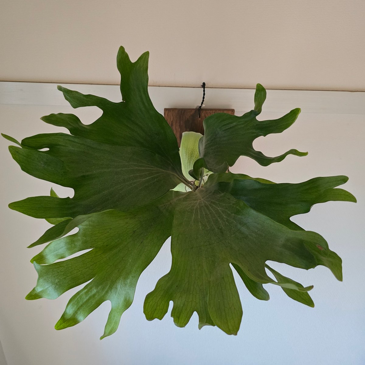 P.hillii cv.dragon ビカクシダ　ヒリー　ドラゴン ビカクシダ P.hillii cv.Dragon ヒリー ドラゴン🌱 | plants naro