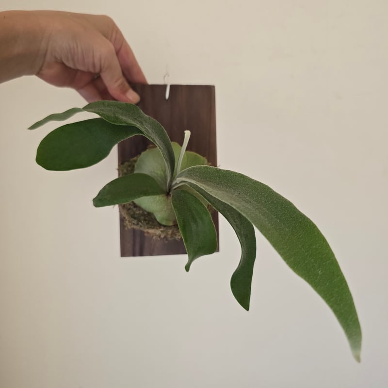 ビカクシダ P.Monkey North モンキーノース🌱 | plants naro
