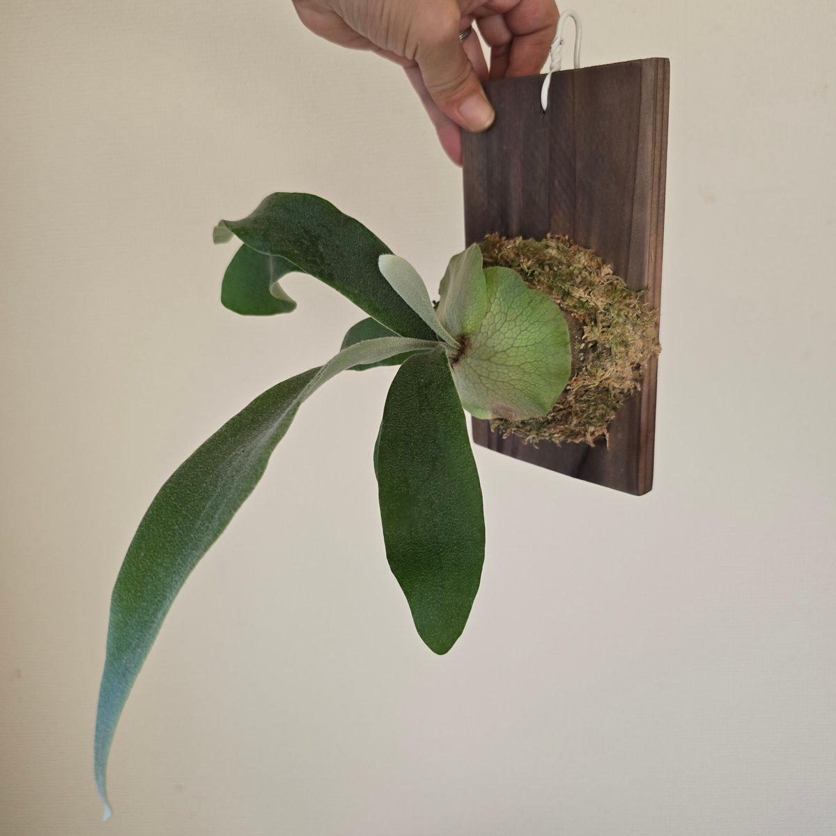 ビカクシダ P.Monkey North モンキーノース🌱 | plants naro