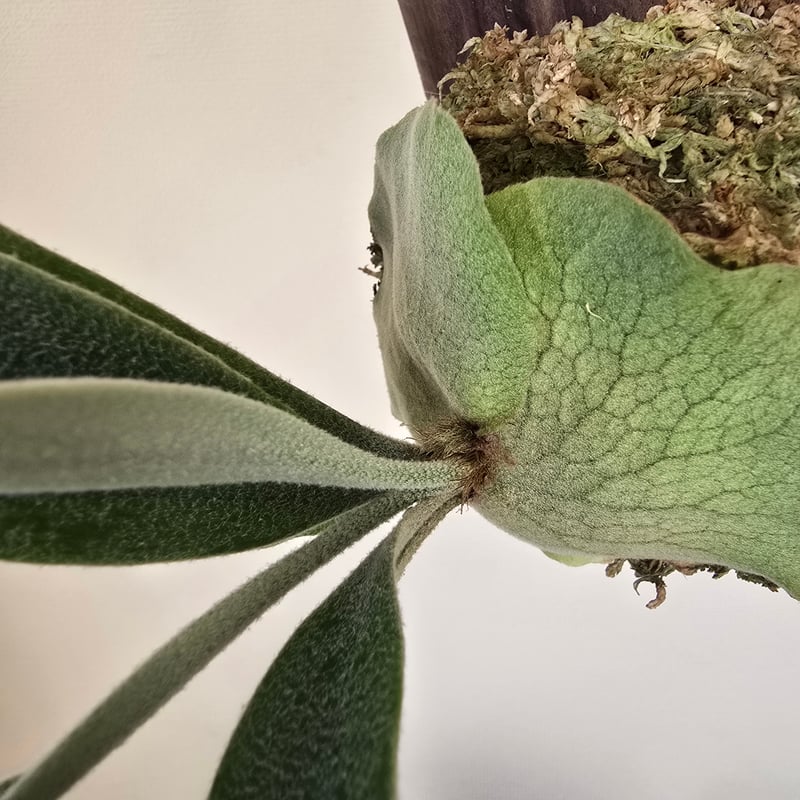 ビカクシダ P.Monkey North モンキーノース🌱 | plants naro