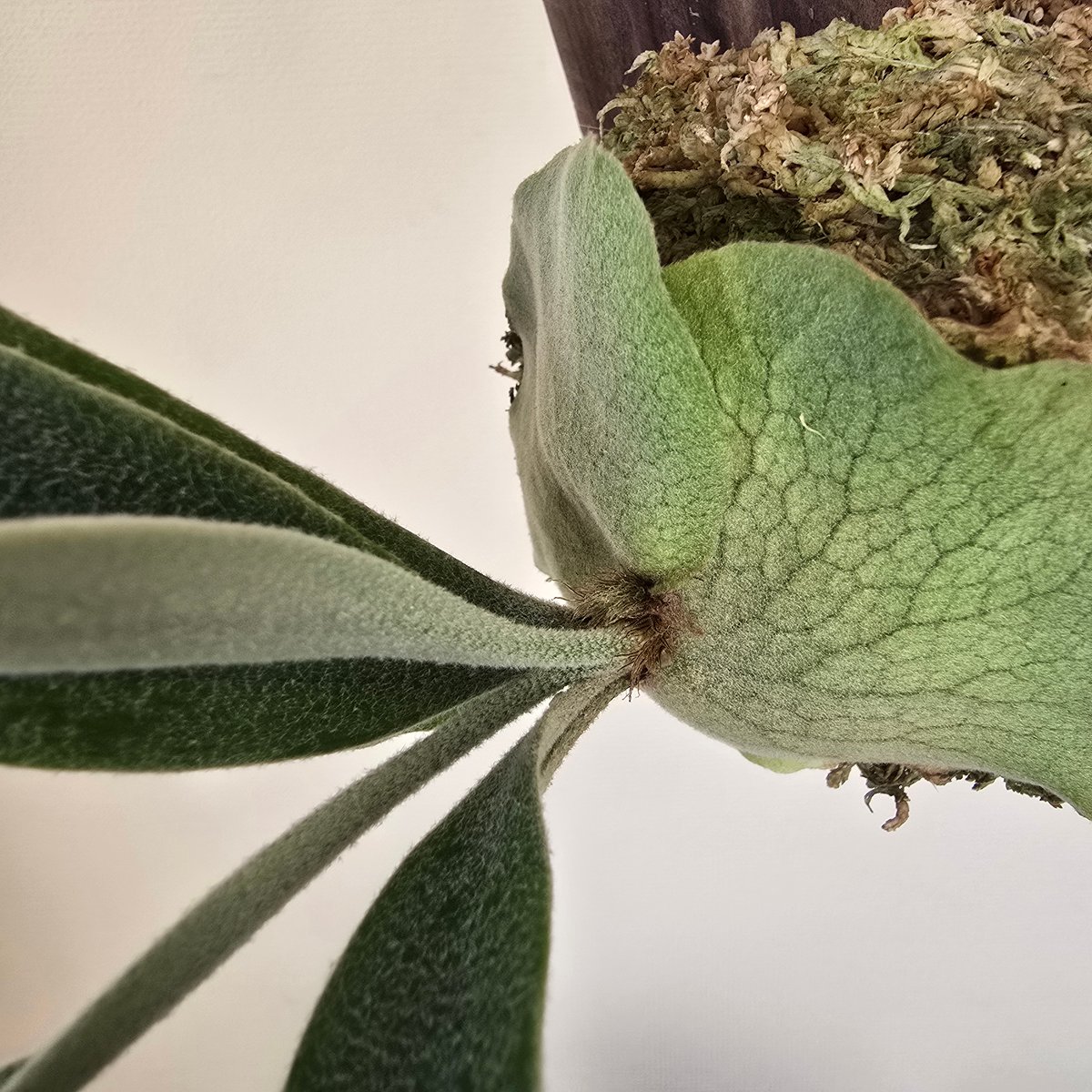 ビカクシダ P.Monkey North モンキーノース🌱 | plants naro
