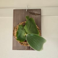 ビカクシダ P. Monkey North Dwarf? mutant. P. Willinckii Monkey North High Shield【artPLANTs/PLANTS