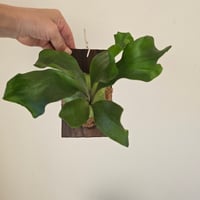 ビカクシダ Monkey north モンキーノース ① P. Willinckii Monkey North High Shield【artPLANTs/PLANTS