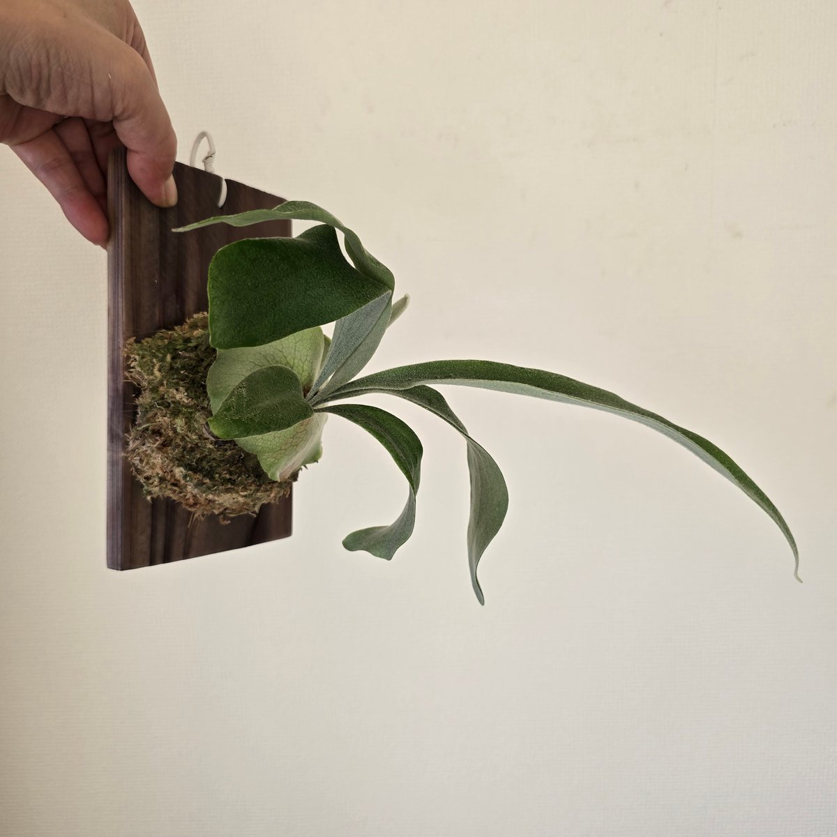 ビカクシダ P. Monkey North Dwarf? mutant. Platycerium Monkey North Plant - Rare Collectible – HCorchids