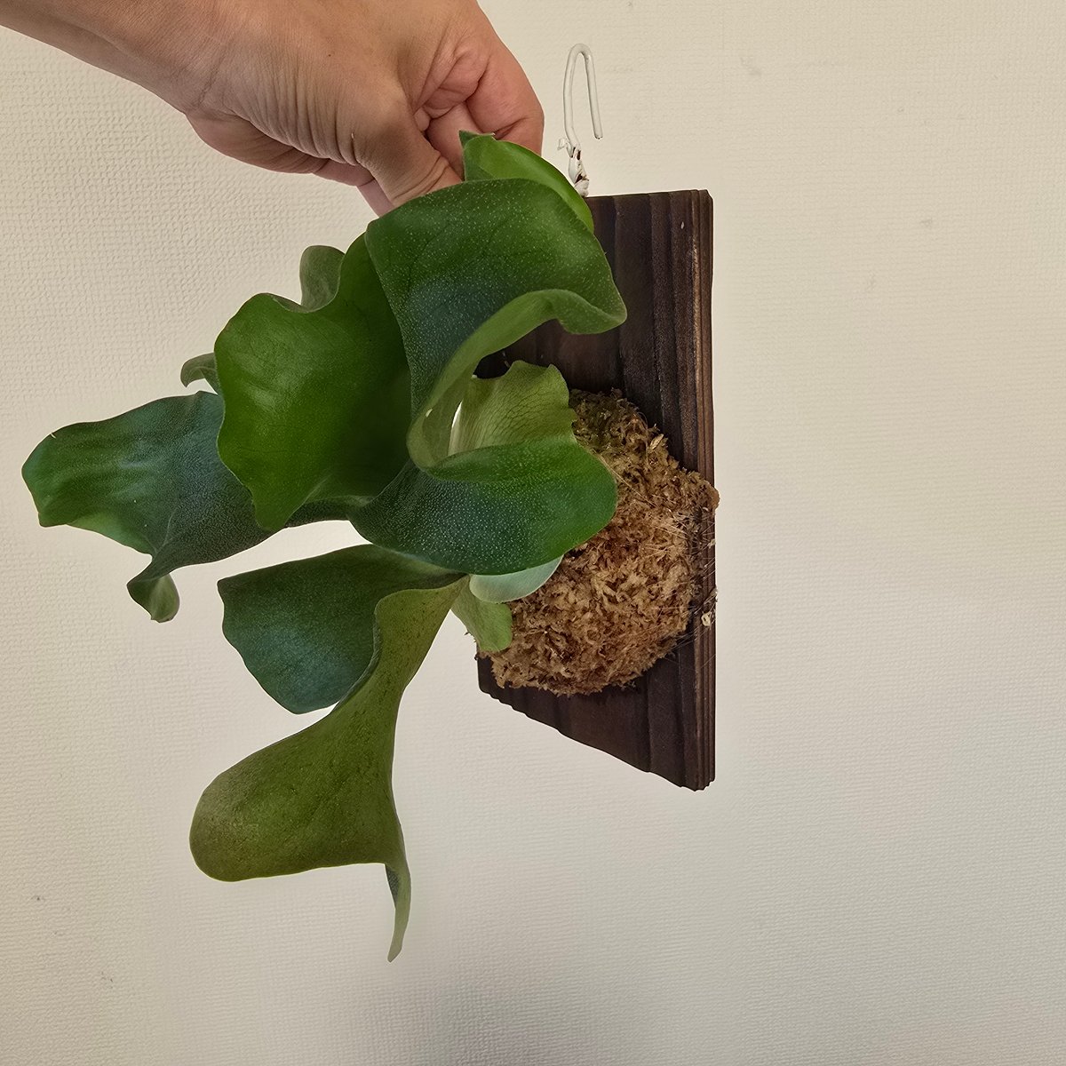 P.hillii cv.dragon【ビカクシダ　ヒリー　ドラゴン】016 ビカクシダ P.hillii cv.Dragon ヒリー ドラゴン🌱 | plants naro