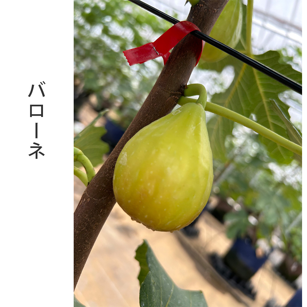 希少品種】農園直送『採れたて完熟いちじく』 12個入り 3品種以上の