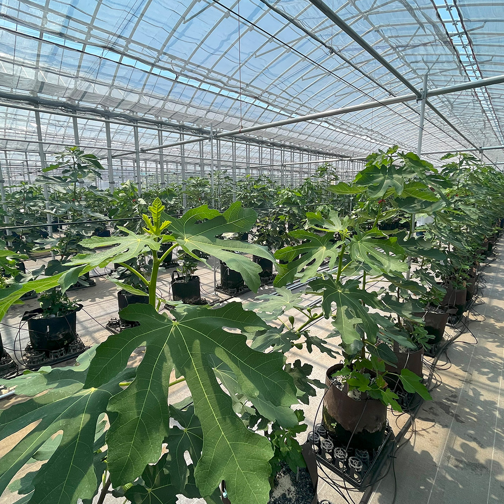 立地良好　いちじく農園　譲ります 立地良好 いちじく農園 譲ります