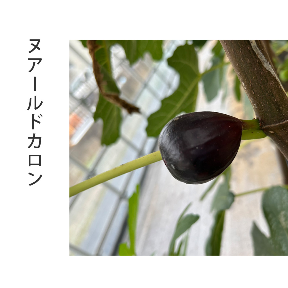希少品種】農園直送『採れたて完熟いちじく』 12個入り 3品種以上の