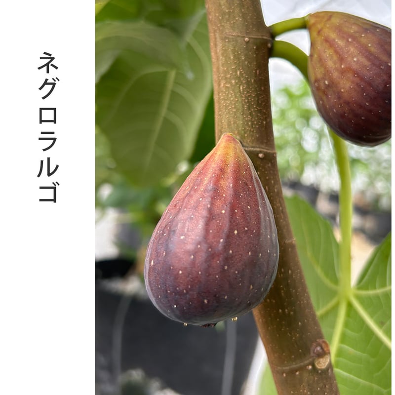 ⭐️大型果樹140cm⭐️イチジクの ⭐️大型果樹140cm⭐️イチジクの 苗木・植木