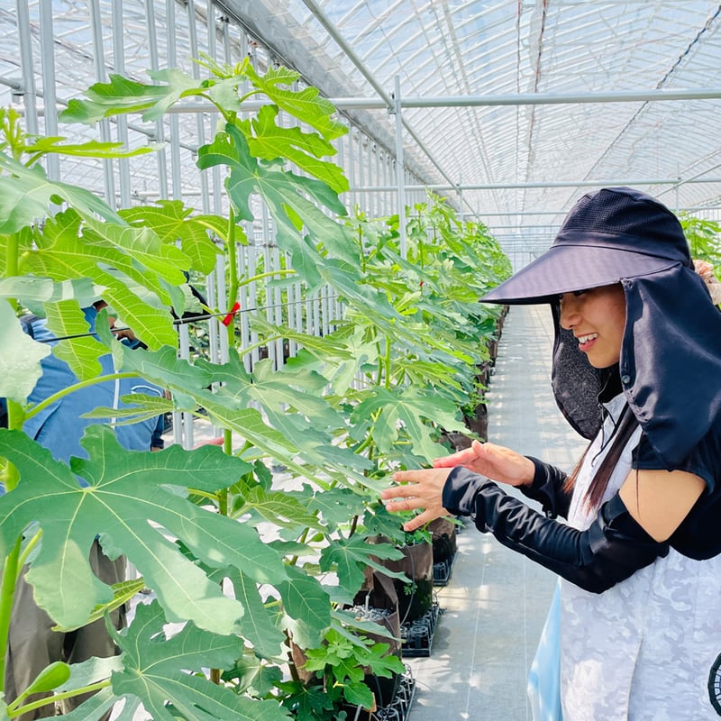 ジジ＆リリィ　柚子　自然栽培　5キロ 高野さんちの自然栽培米5kg | shizennou