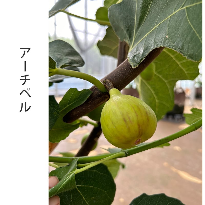 希少品種】農園直送『採れたて完熟いちじく』 12個入り 3品種以上の