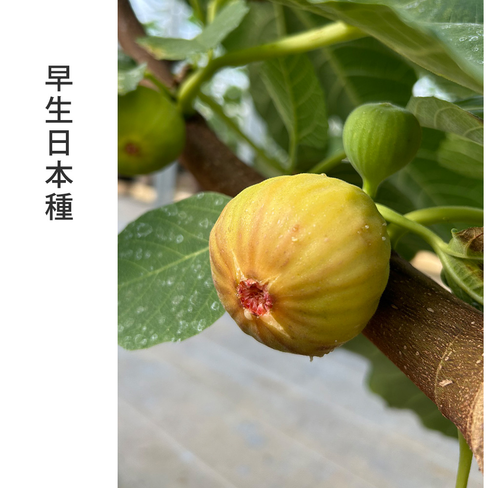 ⭐️大型果樹140cm⭐️イチジクの ⭐️大型果樹140cm⭐️イチジクの 苗木・植木