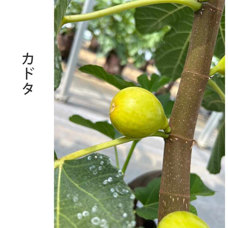 ⭐️大型果樹140cm⭐️イチジクの ⭐️大型果樹140cm⭐️イチジクの 苗木・植木