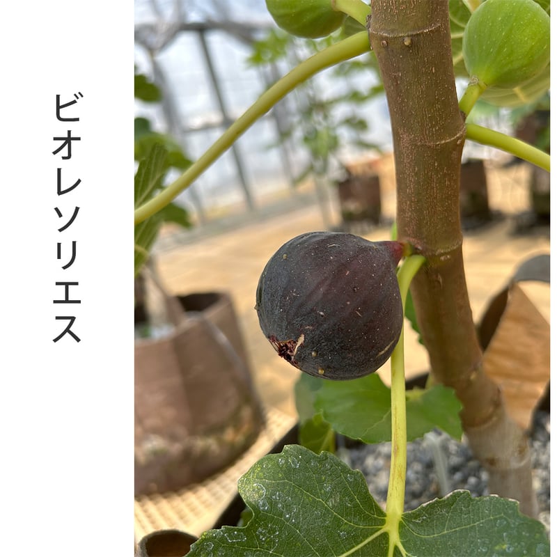 希少品種】【2箱おまとめ】 農園直送 『採れたて完熟いちじく』 12個