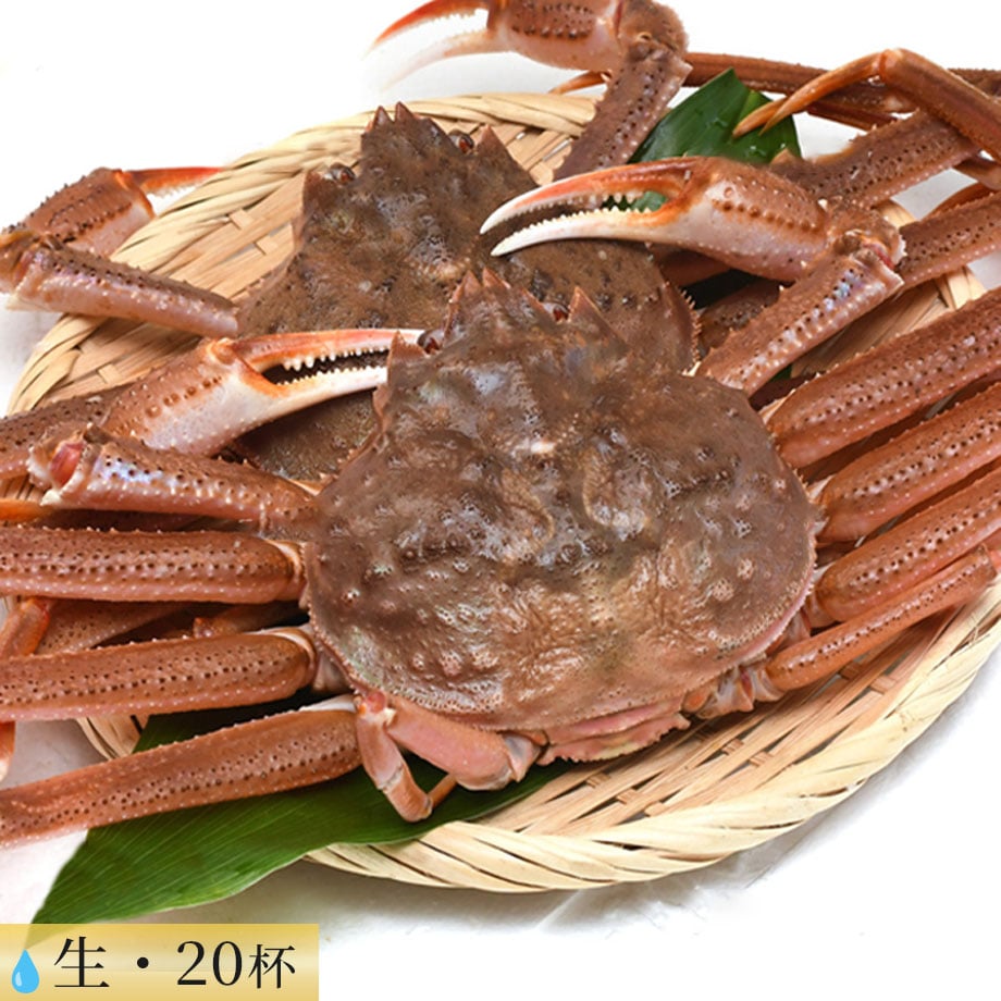 北海道産 生オオズワイガニ 20杯【漁師直送・ギフト・ご家庭用