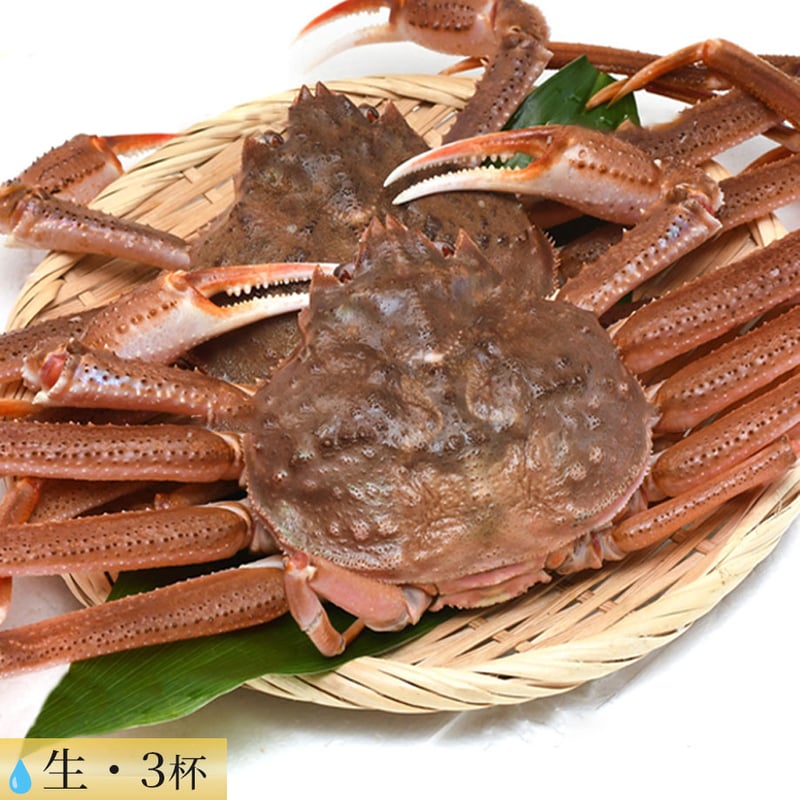 北海道産 生オオズワイガニ 3杯【漁師直送・ギフト・ご家庭用】 | 様似馳走