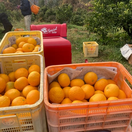 【販売終了】〔愛媛県松山市窪野町産〕　紅甘夏　6玉 【レッスルファーム】