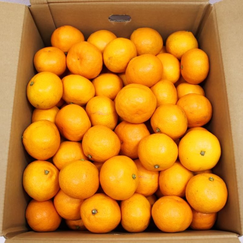 愛媛県産】 温州みかん（南柑20号）訳あり品 10kg（12月初旬より順次