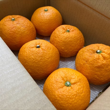 【販売終了】〔愛媛県松山市窪野町産〕　紅甘夏　6玉 【レッスルファーム】