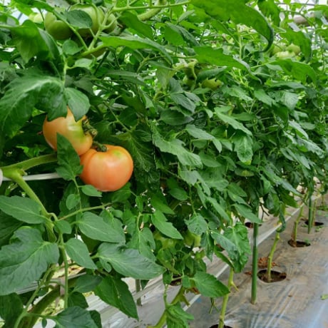 くぼなか農園のトマト　4kg　【くぼなか農園株式会社】