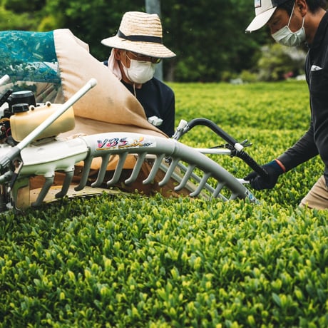SHINGOODTEA かんきつ紅茶(SPICY)ティーバッグ 3袋【脇製茶場】