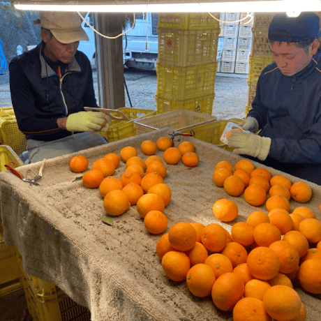 【販売終了】愛媛県産　愛果28号 5㎏ 12月発送【株式会社ふたみファーム】