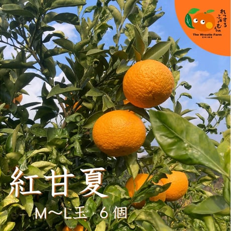 【販売終了】〔愛媛県松山市窪野町産〕　紅甘夏　6玉 【レッスルファーム】