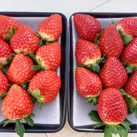 【販売終了】愛媛県産いちご2品種食べ比べセット 約500g(約250g×2パック)　【くぼなか農園株式会社】