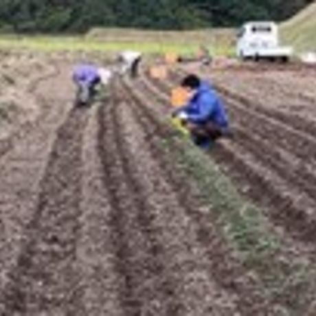 【販売終了】（先行予約・送料込）玉ねぎ定期便　　4kg×3回【いよくぼのファーム】